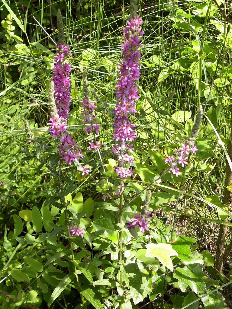 Lythrum salicaria